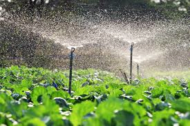 GARDEN VOCABULARY