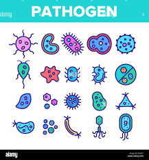 HYGIENE VOCABULARY