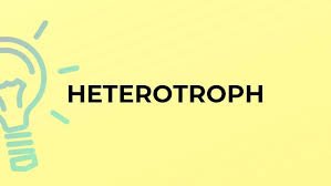 ECOLOGY VOCABULARY 8 ECOLOGY VOCABULARY