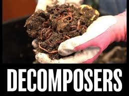 ECOLOGY VOCABULARY 9 ECOLOGY VOCABULARY