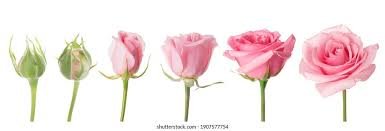 IELTS VOCABULARY 4 IELTS VOCABULARY