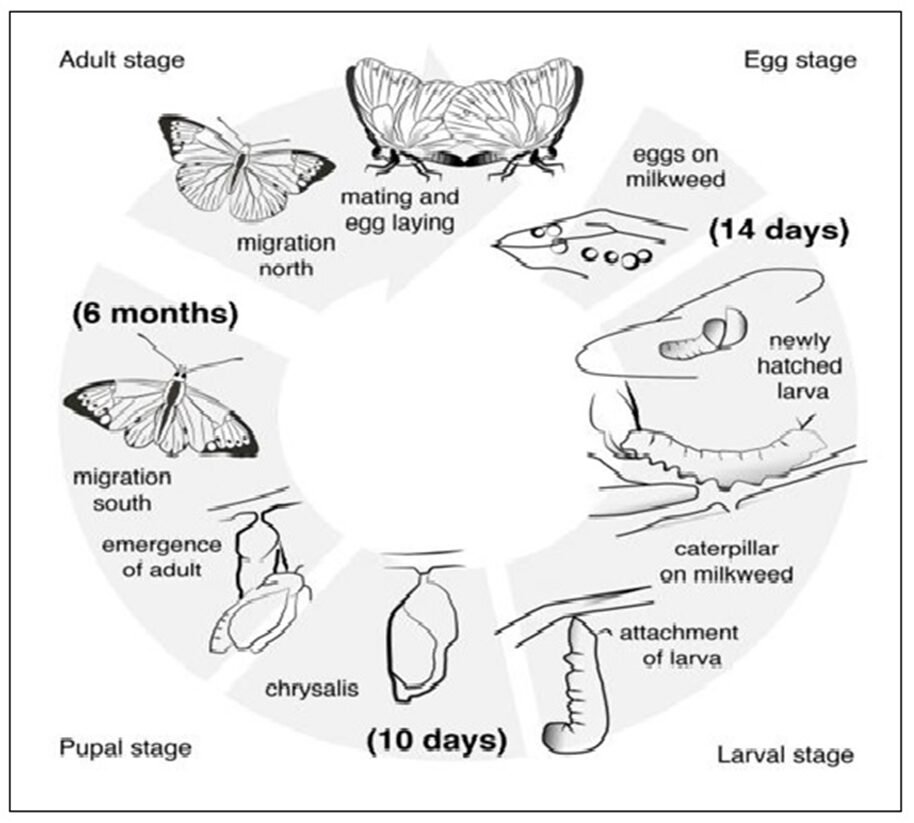 BEST IELTS Academic Writing Task 1, 1st April 2 BEST IELTS Academic Writing Task 1, 1st April