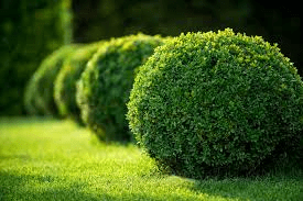 GARDEN VOCABULARY