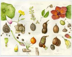 GARDEN VOCABULARY
