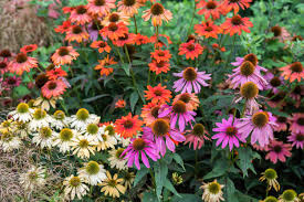 GARDEN VOCABULARY