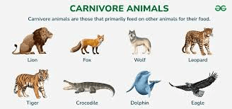 ANIMALS VOCABULARY