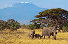 ANIMALS VOCABULARY
