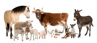 ANIMALS VOCABULARY