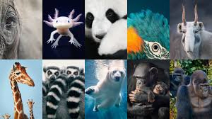 ANIMALS VOCABULARY