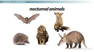 ANIMALS VOCABULARY