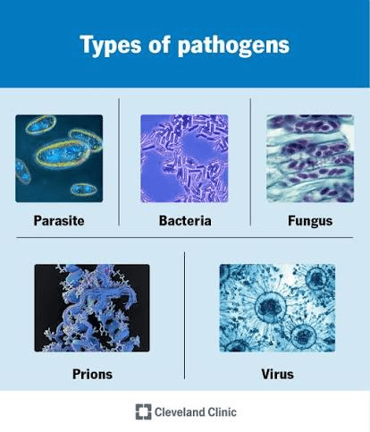 HYGIENE VOCABULARY
